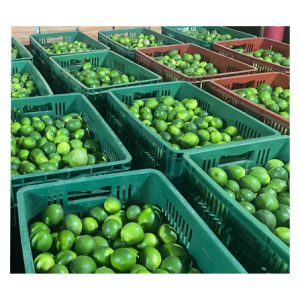 Citron bio frais (1Kg)