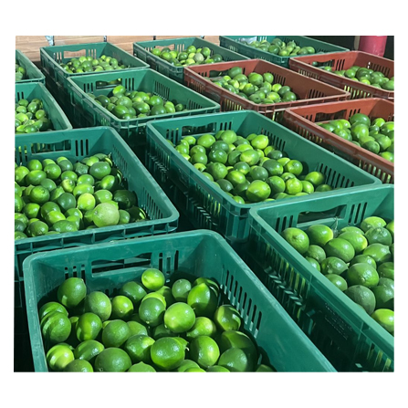 Citron bio frais (1Kg)